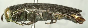 Media type: image;   Entomology 2697 Aspect: habitus lateral view